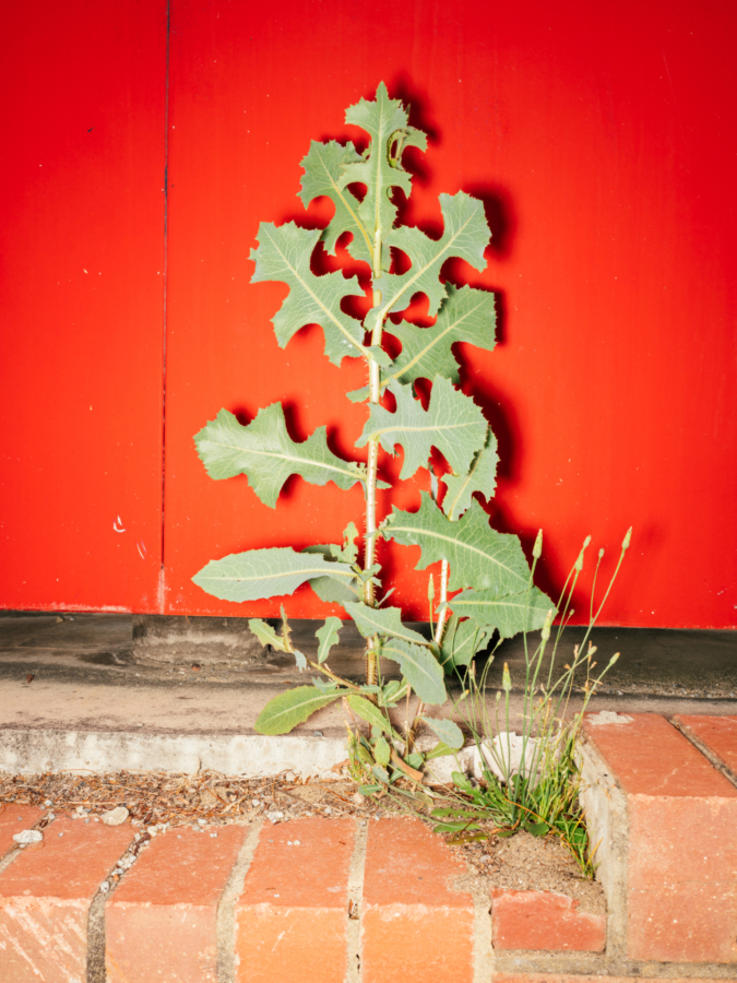 Billy Reeves: Kerbside Weed, 2023