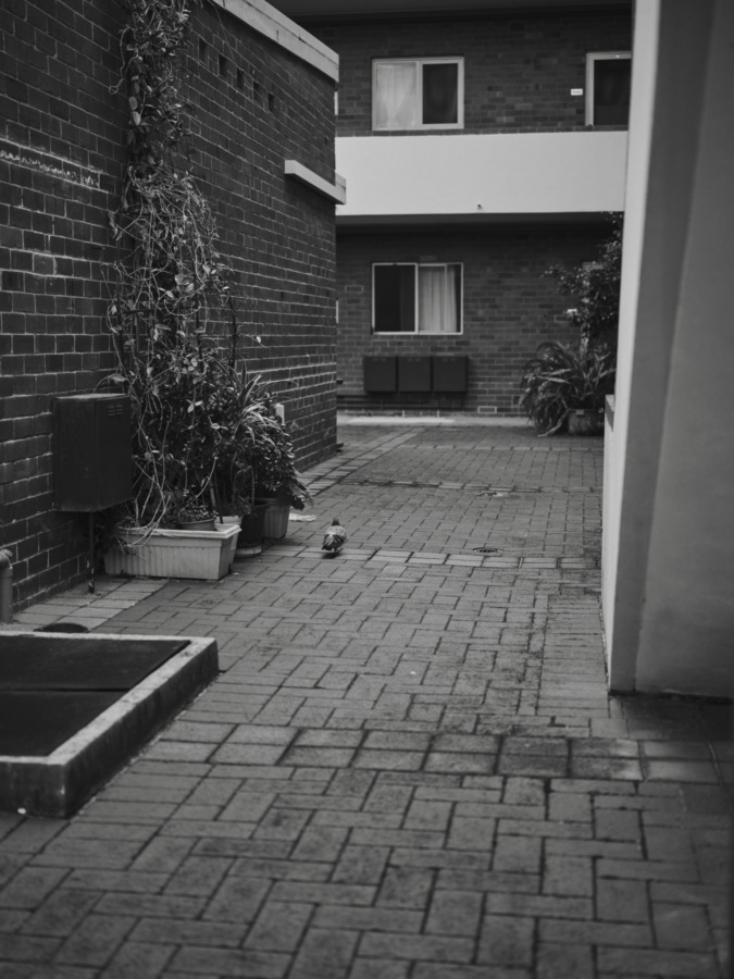 Duncan Wright: Pigeon, 2022