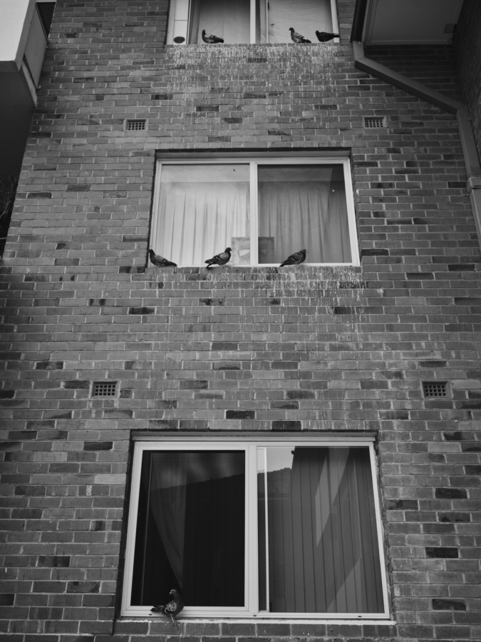 Duncan Wright: Pigeons, 2023